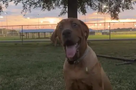 Found Young Boxer Dog in East Ridge, TN