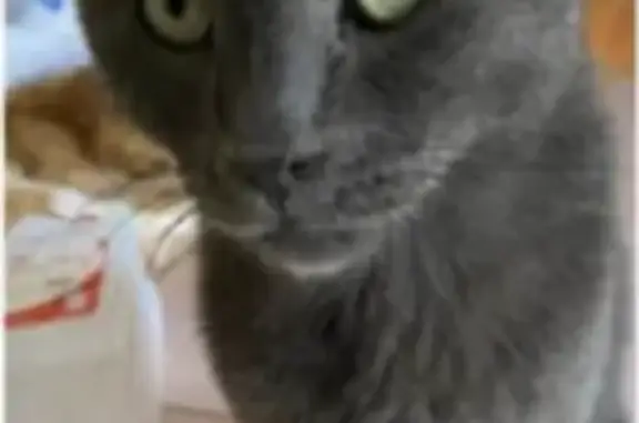 Lost Senior Grey Cat with Green Eyes - Help!