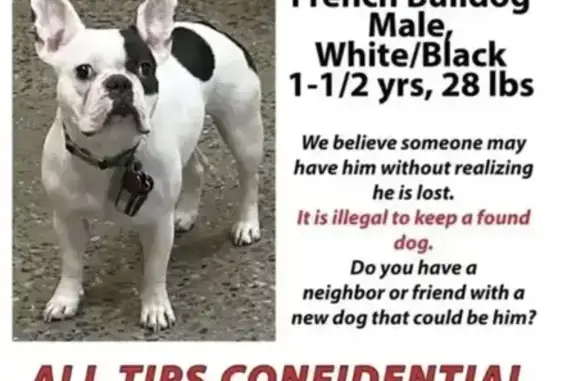 Lost Frenchie: White & Black, Family's Heart