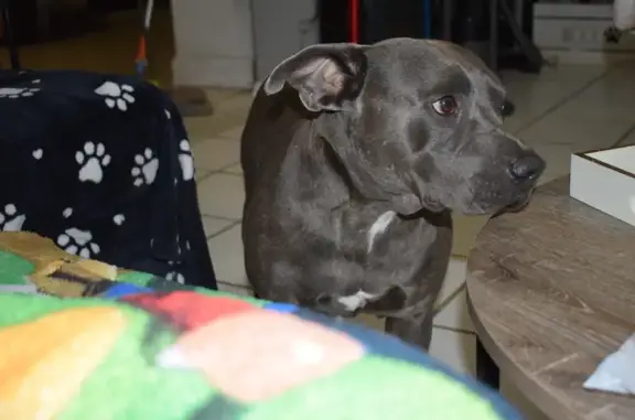 Lost Senior Dog Zeus in Naranja - Help!