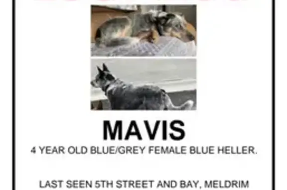 Lost Blue Heeler in Pooler - Help Find Her!