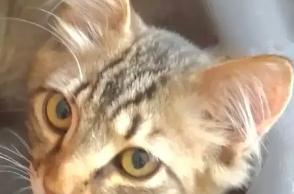 Chat perdu, , photo: Chat européen gris perdu à Gourlizon