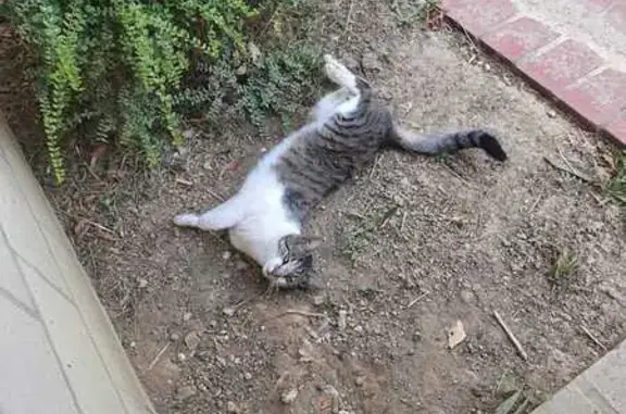 Animaux perdus , photo: Chat tigré/blanc perdu à Combs-la-Ville