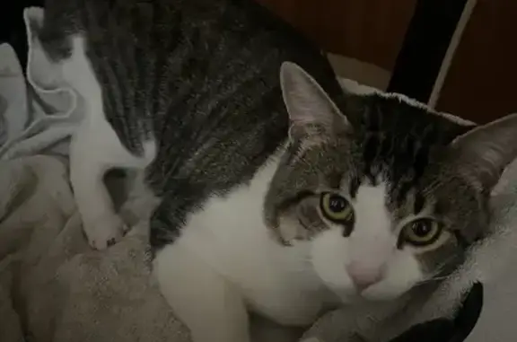 Lost White Tabby in Spanaway - Help Find Him!