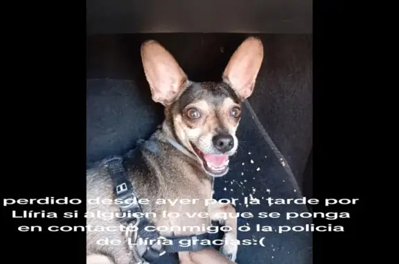 ¡URGENTE! Perdido: Mix Chihuahua Negro/Fuego