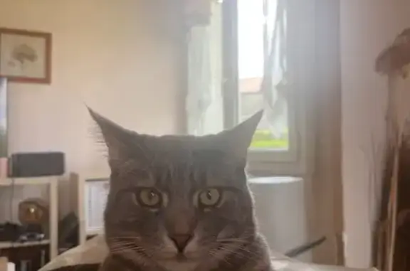Animaux perdus Limoges, photo: Chat gris perdu à Limoges