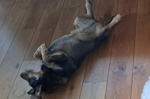 Chien perdu Bourgogne-Franche-Comté, photo : Ouzé