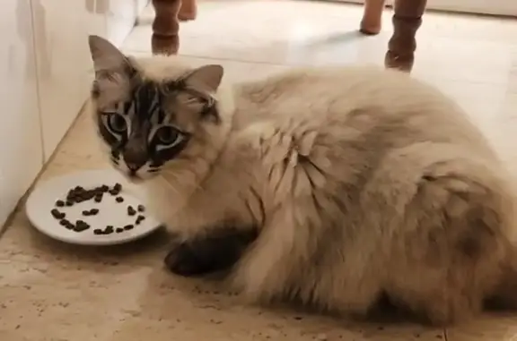 Gatos perdidos, , foto: Gatita Asustada Perdida - ¡Ayuda a Encontrarla!