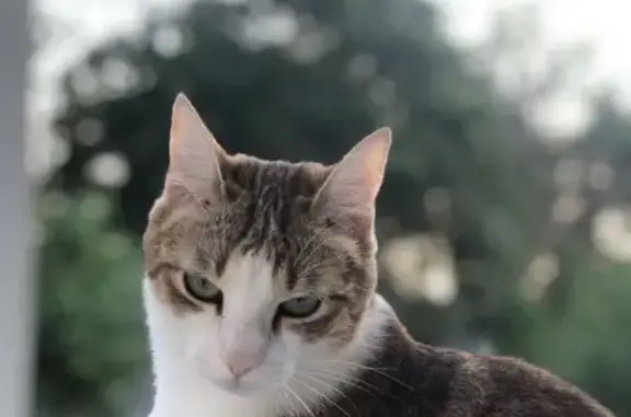 Animaux perdus Montélier, photo: Chat perdu à Montélier
