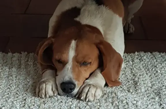 Chien perdu , photo : Avis: Beagle perdu à Maravat