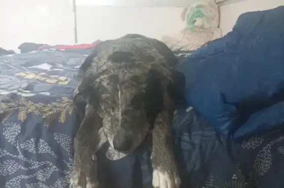 Chien perdu Auch, photo : Berger Australien Perdu à Auch