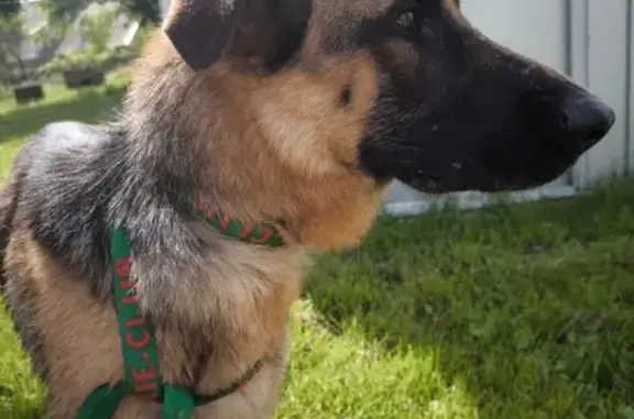 Chien trouvé , photo: Berger Allemand Perdu à Frenelle