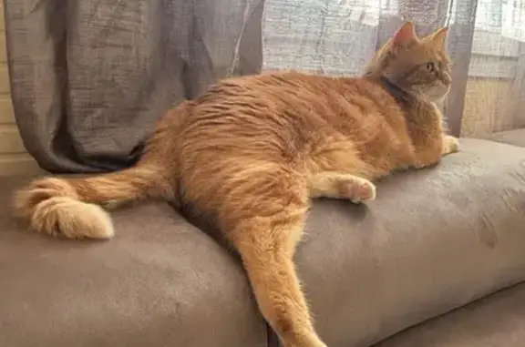 Animaux perdus Beauvais, photo: Chatte rousse perdue à Beauvais