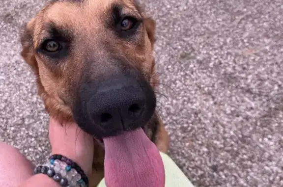 Chienne maigre trouvée à Noyers - photo