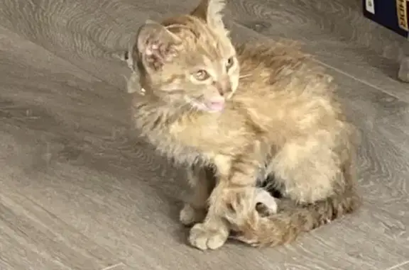 Chat roux trouvé, rue Solle 19 - photo