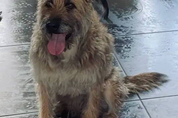 Chien perdu à Clermont-Fd - photo