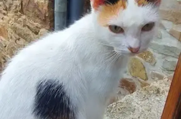 Chat tricolore trouvé à Lanloup - photo