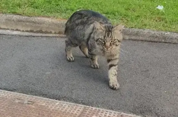 Chat tigré perdu près de Grandmont - photo