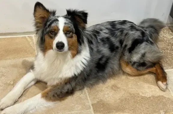 Chien perdu Virazeil, photo : Alerte: Berger Shelby disparu