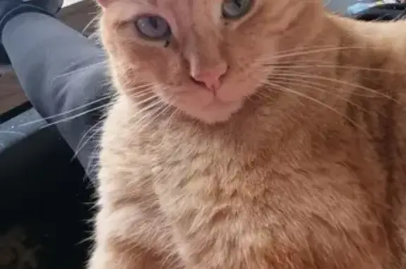 Chat perdu, Dasle, photo: Alerte: Chat roux perdu!