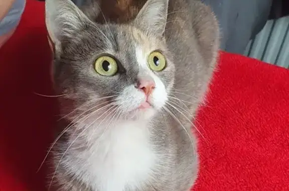 Chaton gris trouvé à Chambéry - photo