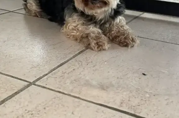 Chien yoksire trouvé à Bédoin - photo