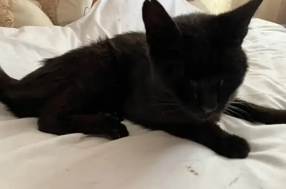 Animaux trouvés Marseille Bompard, photo: Chat noir trouvé, oreille coupée