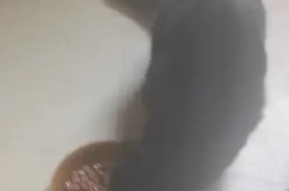 Chat perdu, Auxerre, photo: Chatte Baguera disparue à Auxerre