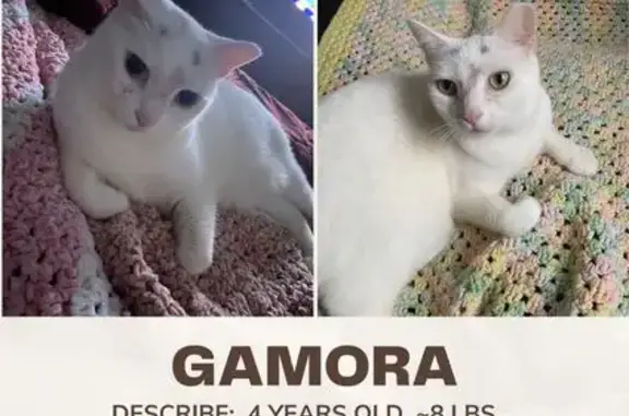 Lost White Cat with Grey 