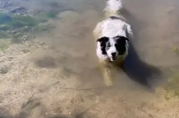 Chien perdu , photo : Nessie, chien disparu à St-Alban