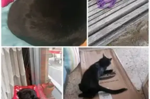 Gatos perdidos, , foto: Gato Perdido: Lili Negra, Oreja Marcada