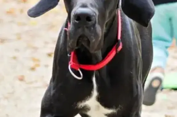 Alerte: Snookie chienne disparue - photo