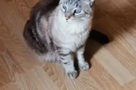 Chat perdu, Vouillé, photo: Chat tigré aux yeux bleus perdu