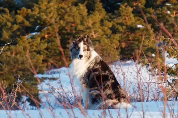 Animaux perdus , photo: Chien Border Collie perdu à Gréolières