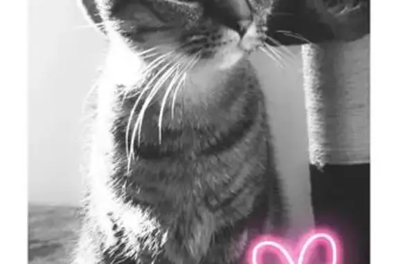 Chat perdu, , photo: Chatte perdue 2,5kg, La Bazouge