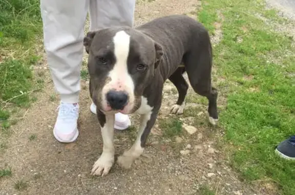 Staffie gris-blanc trouvé à Cellieu - photo