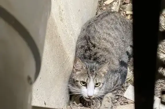 Chat peureux trouvé à Lyon - photo