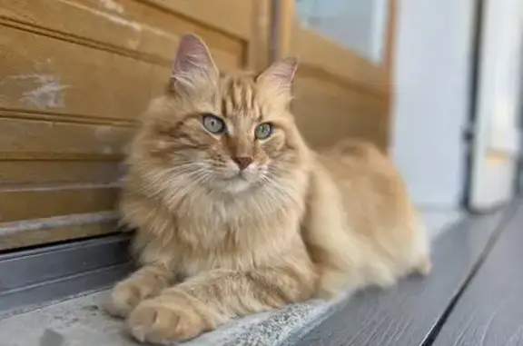 Animaux perdus Saint-Benoît-sur-Loire, photo: Chat roux aux yeux verts perdu