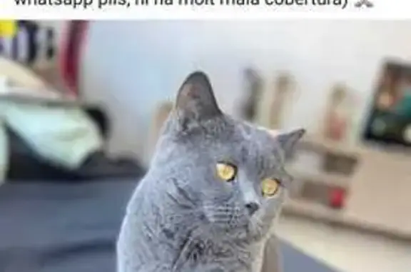 Gatos perdidos, , foto: Gato British Gris Perdido - ¡Ayuda!