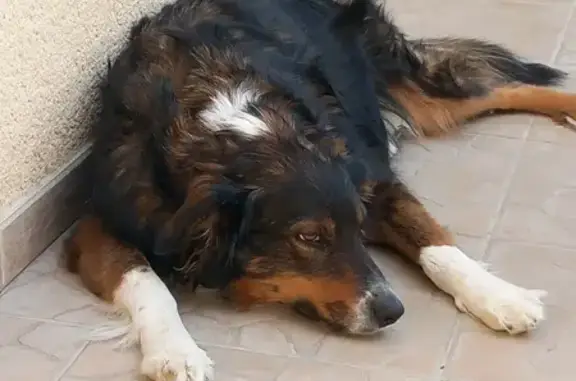 Chien perdu Vacqueyras, photo : Chien Berger Australien perdu