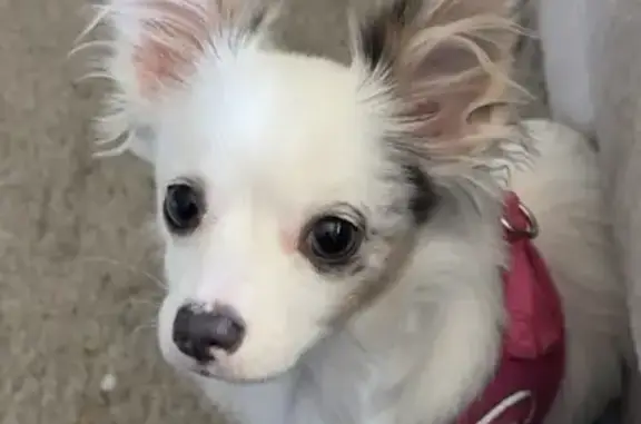 Lost Puppy Alert: White Chihuahua in Detroit!