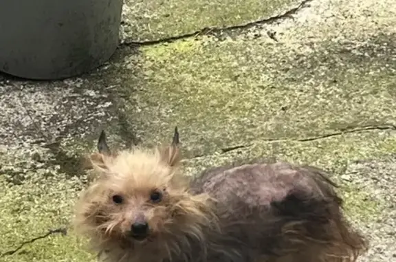Chien joueur trouvé à Wattrelos - photo