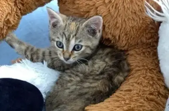 Chaton tricolore trouvé à Neau - photo
