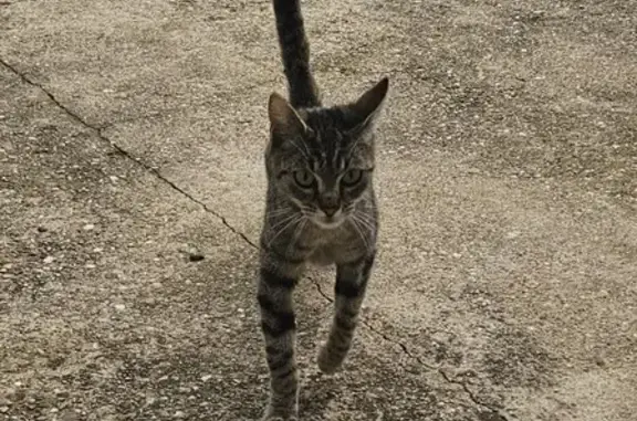 Chat trouvé Mondelange, photo: Chaton perdu à Mondelange