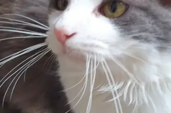 Animaux trouvés Morteau, photo: Chat câlin et craintif trouvé à Morteau