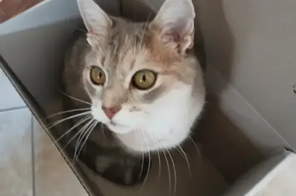 Chat perdu, Charnay-lès-Mâcon, photo: Chatte de 15 ans disparue à Charnay