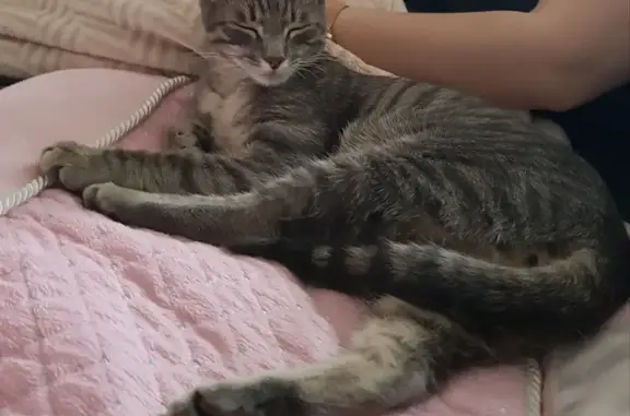 Chat tigré gris trouvé à Pau - photo