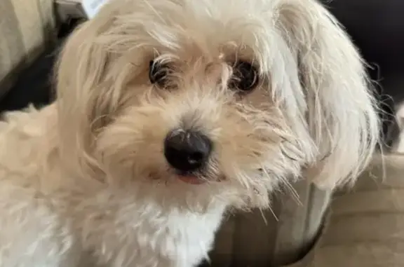 Lost Maltese Found - Safe & Waiting for You!