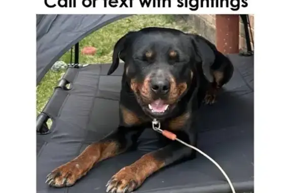 Help Find Xena: Lost Rottweiler Near 125th!