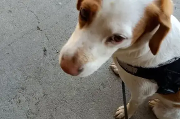 Animaux trouvés , photo: Chienne trouvée à Cardet le 30/06